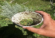 Noxious Weed Control